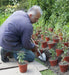 Great Dixter Planting Spade - 22" total length-Sneeboer-znshoping.store